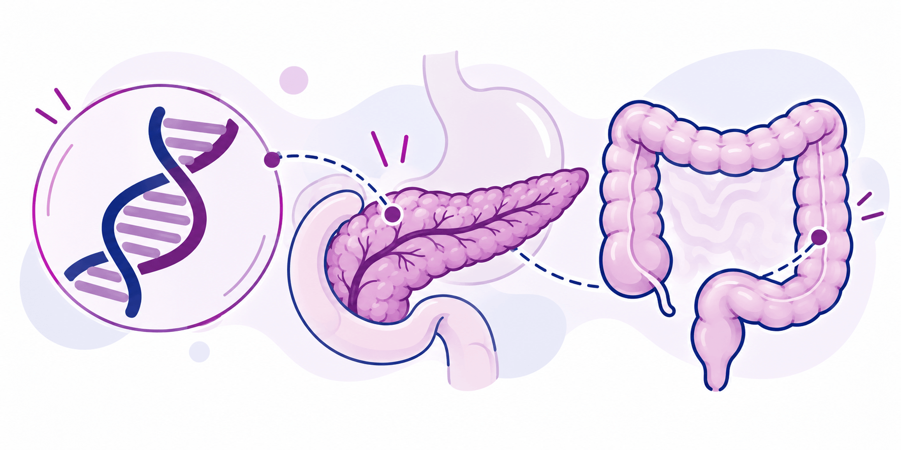 Illustration d’une double hélice d’ADN reliée par des pointillés au pancréas et au côlon, deux organes digestifs concernés par KRAS et PIK3CA.